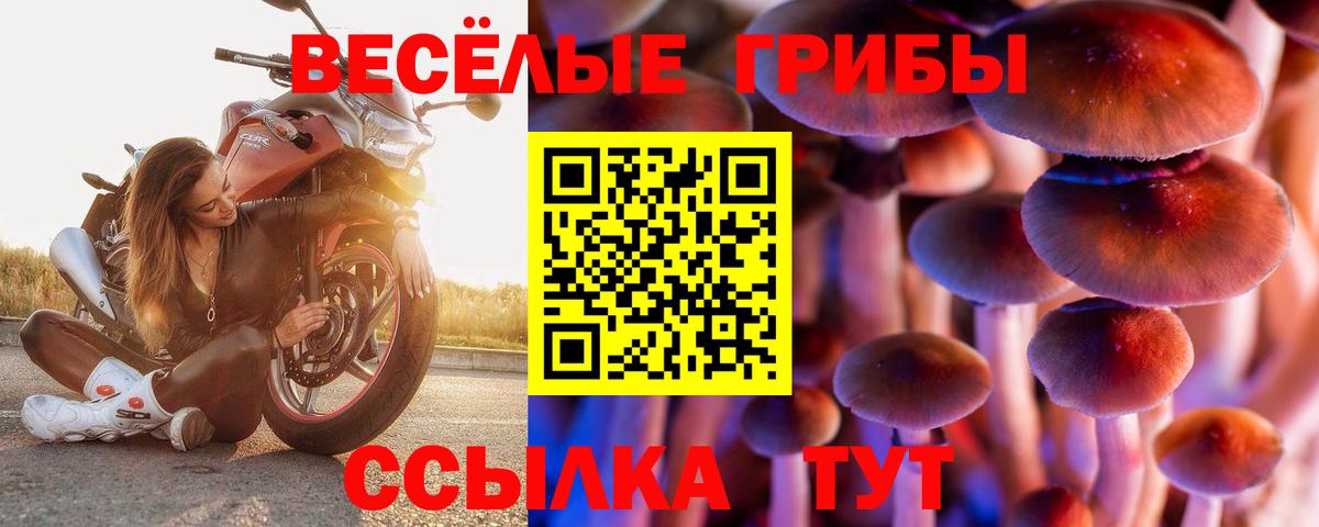 Псилоцибиновые грибы Psilocybine cubensis Видное